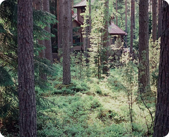 Forest cabin path