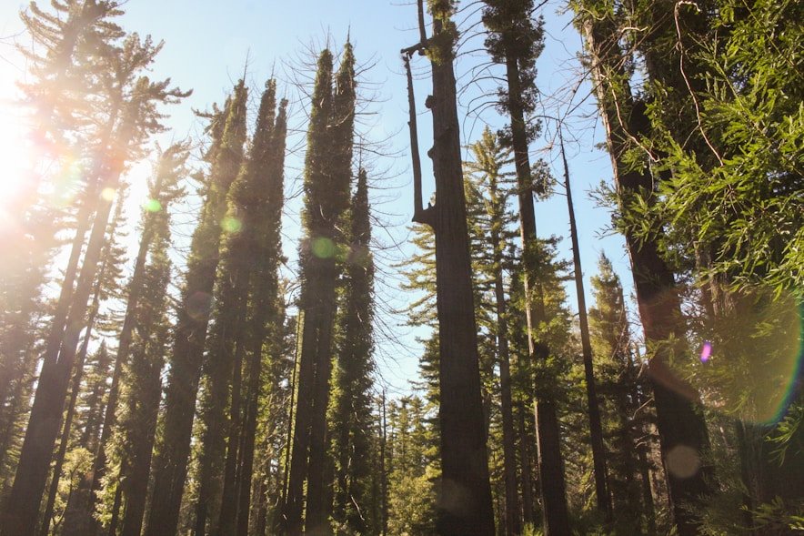 The Most Beautiful Glamping Places In Czech Forests